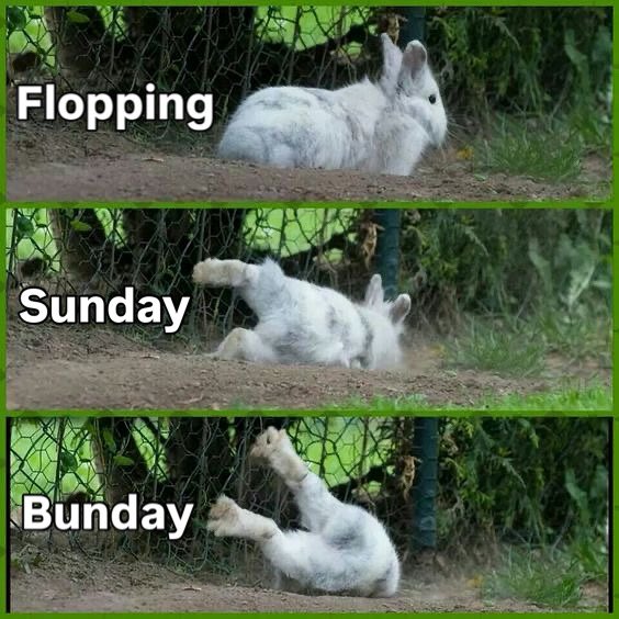 Bunnies tweet media