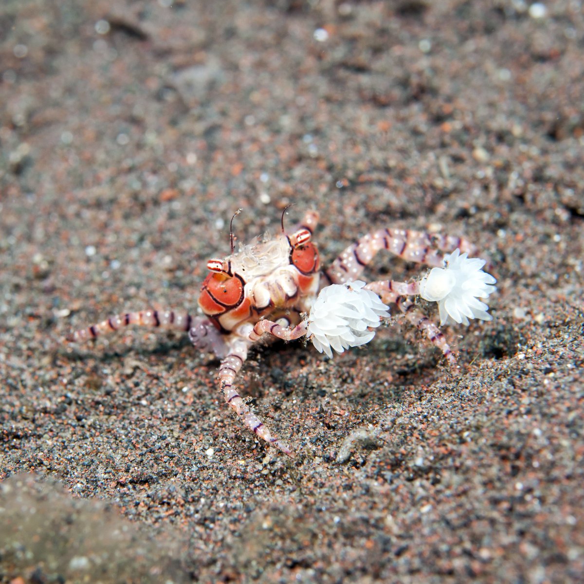 oceana's tweet image. Boxer crabs are the cheerleaders of the sea! ✨ 

These tiny crabs wield sea anemones like pom-poms, thanks to their specially adapted claws. But they’re not just for show—these living accessories may help defend against predators, stun prey, and even be part of ritualized…