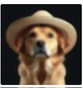 Molly1989vinyl's tweet photo. Never did I expect to be annoyed by a dog in a hat 😭 https://t.co/kELjtjH6IS
