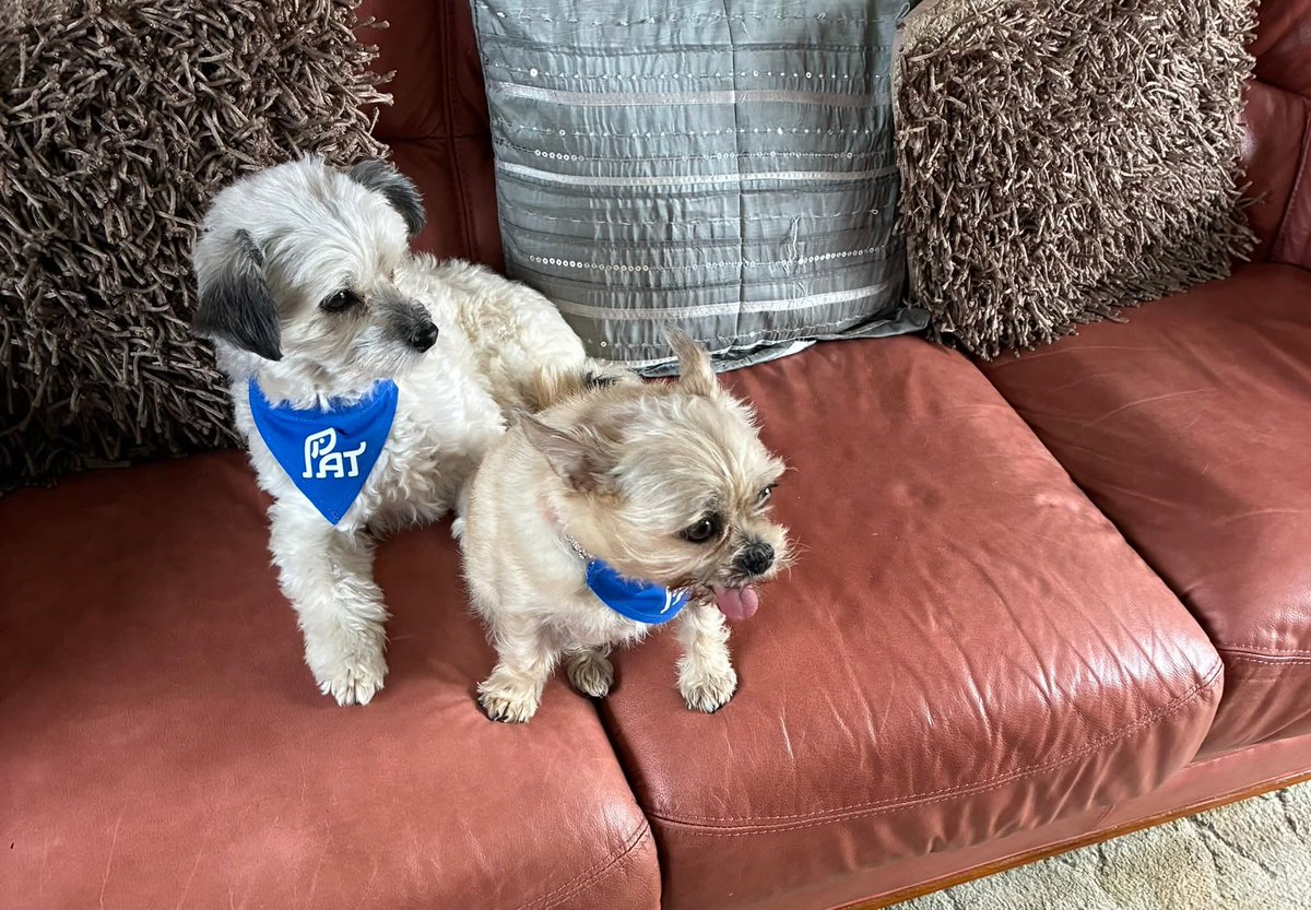Rob1973robins's tweet photo. Ruby and Maisie had their first official Therapy session at Dearbourne manor care home on Friday since becoming fully registered Therapy pets with @PetsAsTherapyUK https://t.co/9iQJHq1kx6