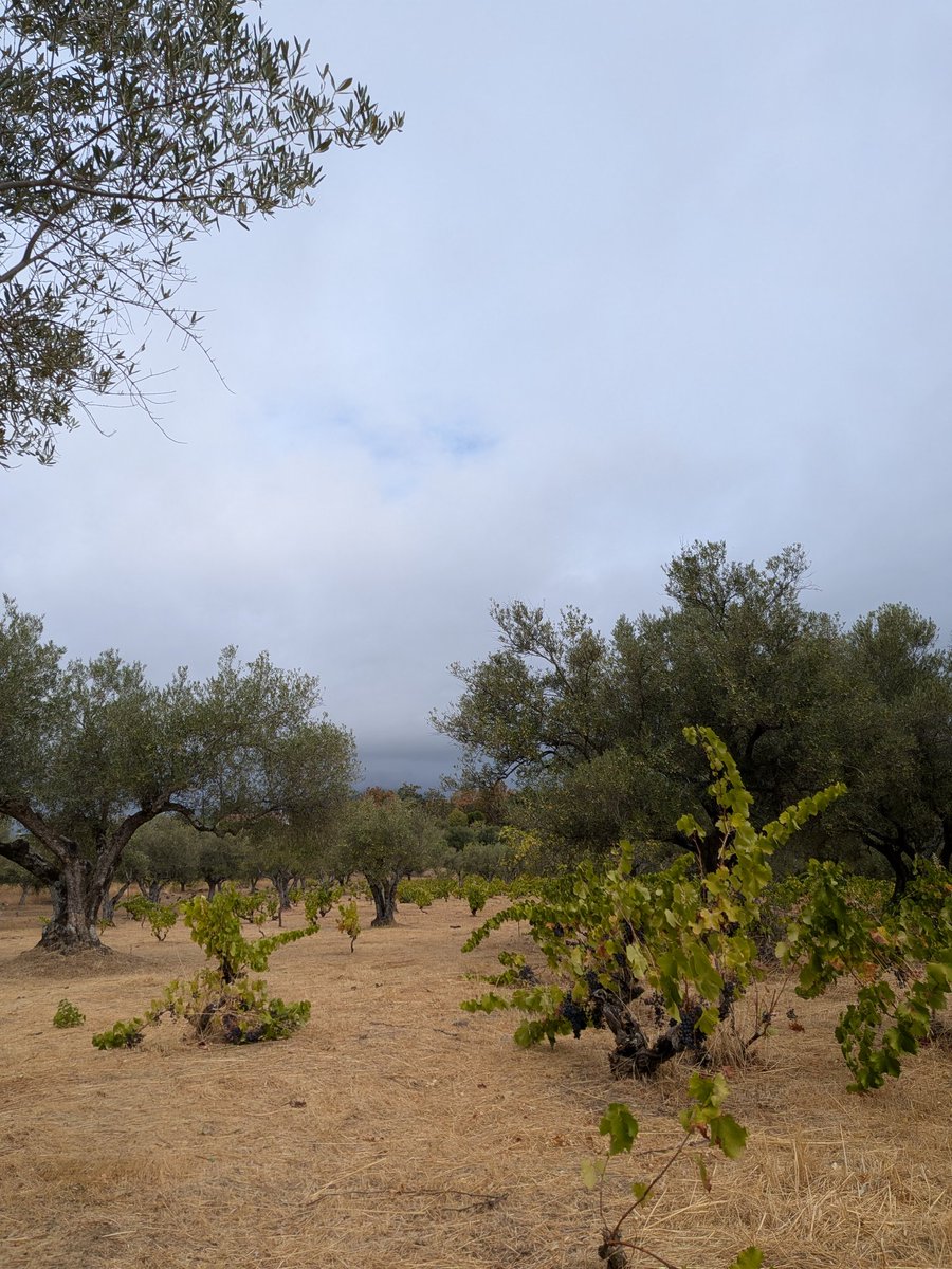 Vendimia 2025, Rozas de Puerto Real ✂️🍇