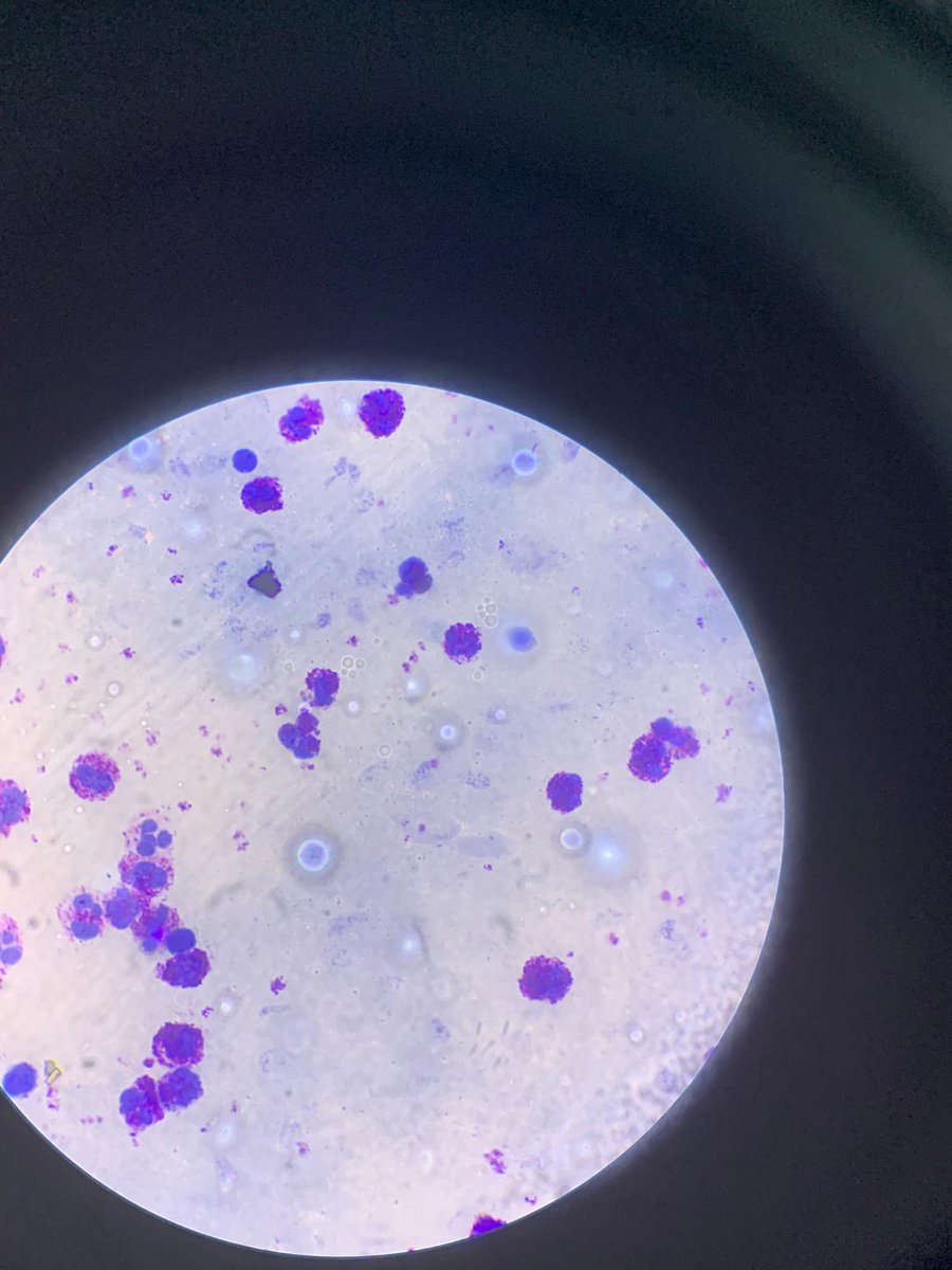 Let's talk microbiology 
What slide is this??
And what can you pick of from this slide?