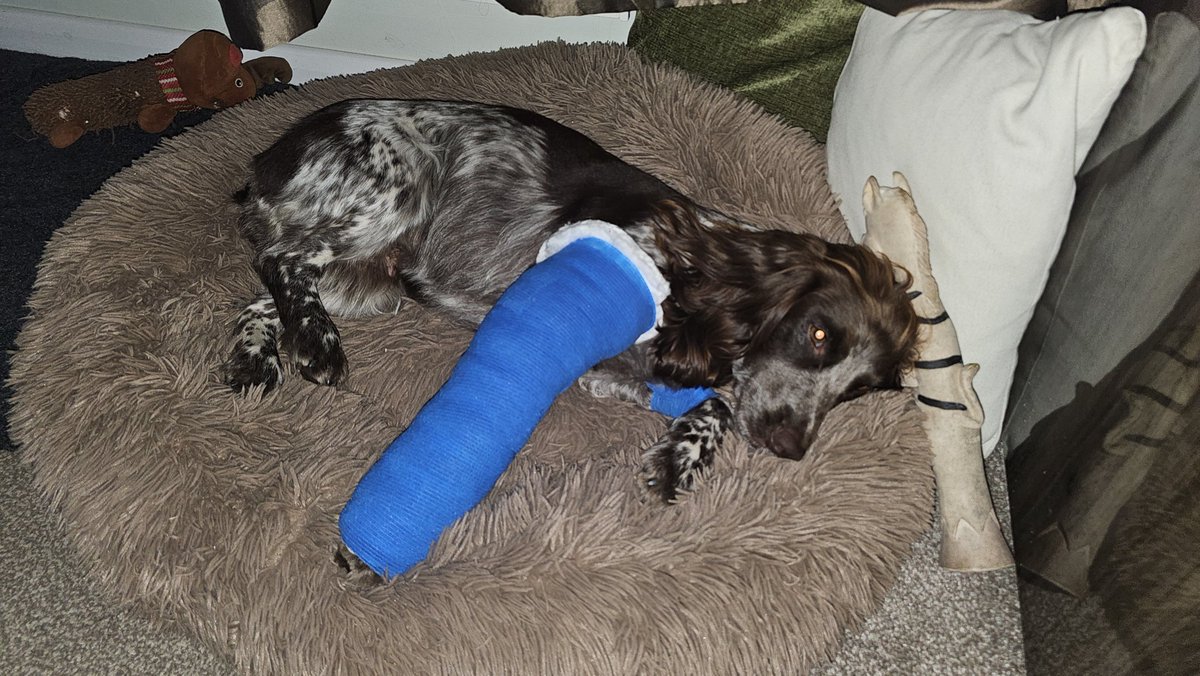 Poor Giddy, a dislocated elbow and hopefully a speedy recovery.  🫰