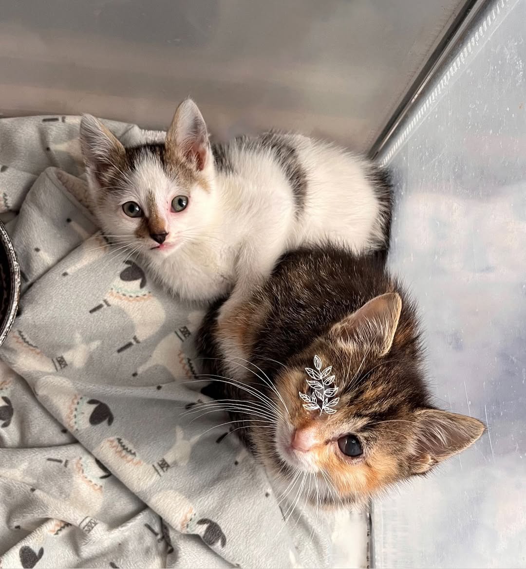 5diti2368fjfgjj's tweet photo. After a night of lots of wet food and listening to me binge watch Netflix until 2am, the girls have realized I’m mostly harmless. Medication time isn’t fun, but it’s #foryourowngood.
Name reveal: the syrup kittens! Maple (bicolor) and Molasses (tabico) 🍁 https://t.co/qP29JS358l