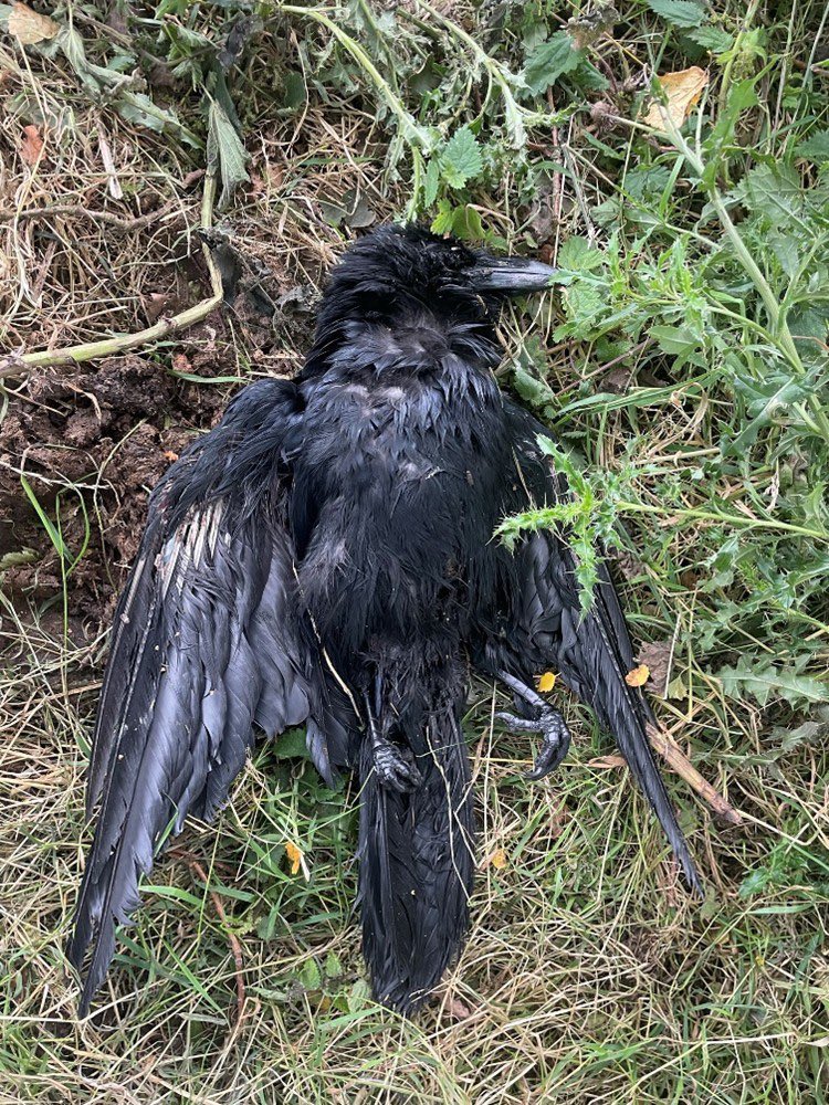 _ChunGee's tweet image. 