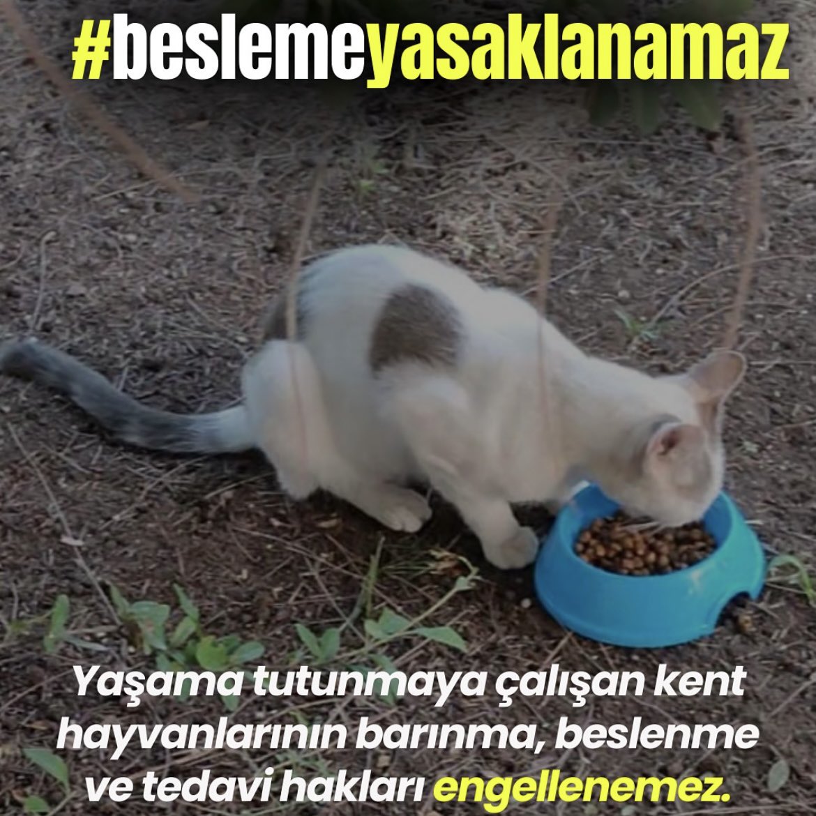 Besleme Yasaklanamaz❗️

Lütfen paylaşalım değerli dostlarım 

#BeslemeYasaklanamaz