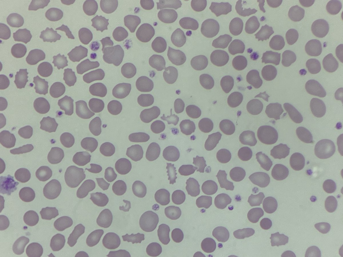 Only Cells tweet media