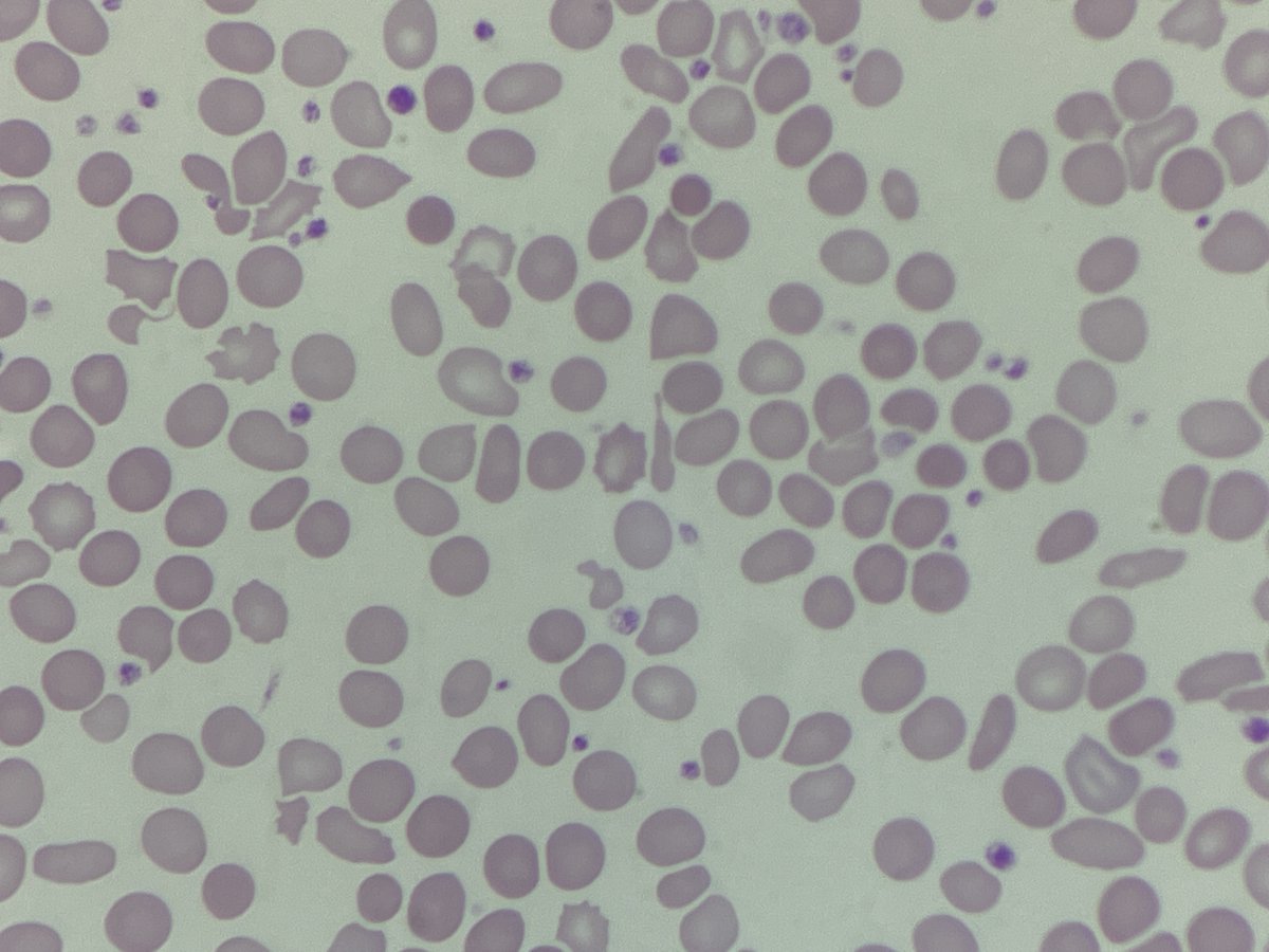 Only Cells tweet media