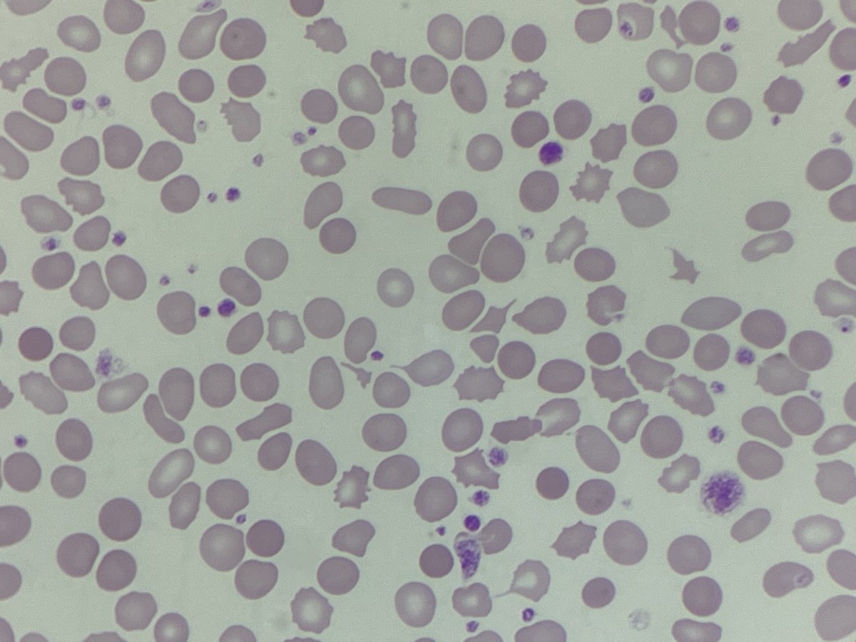 Only Cells tweet media