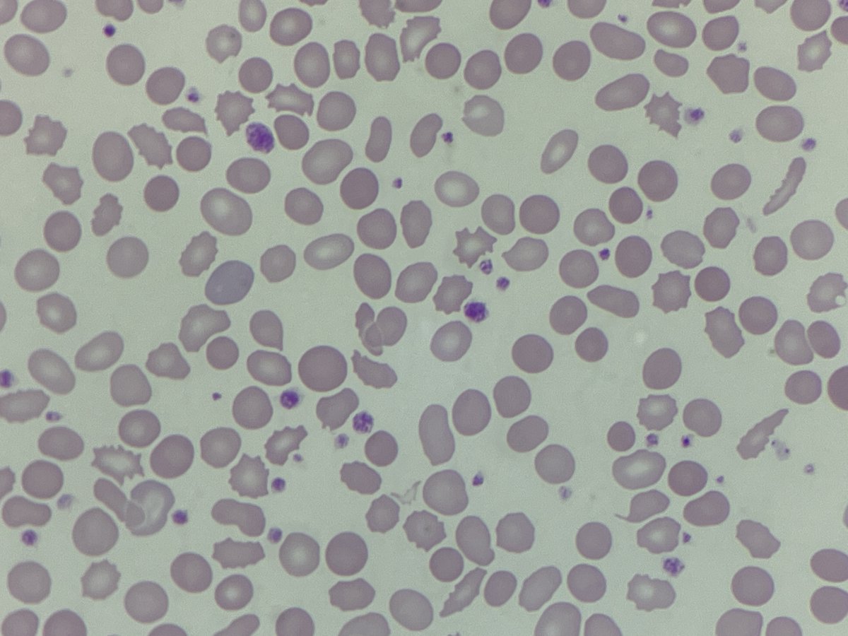 Only Cells tweet media