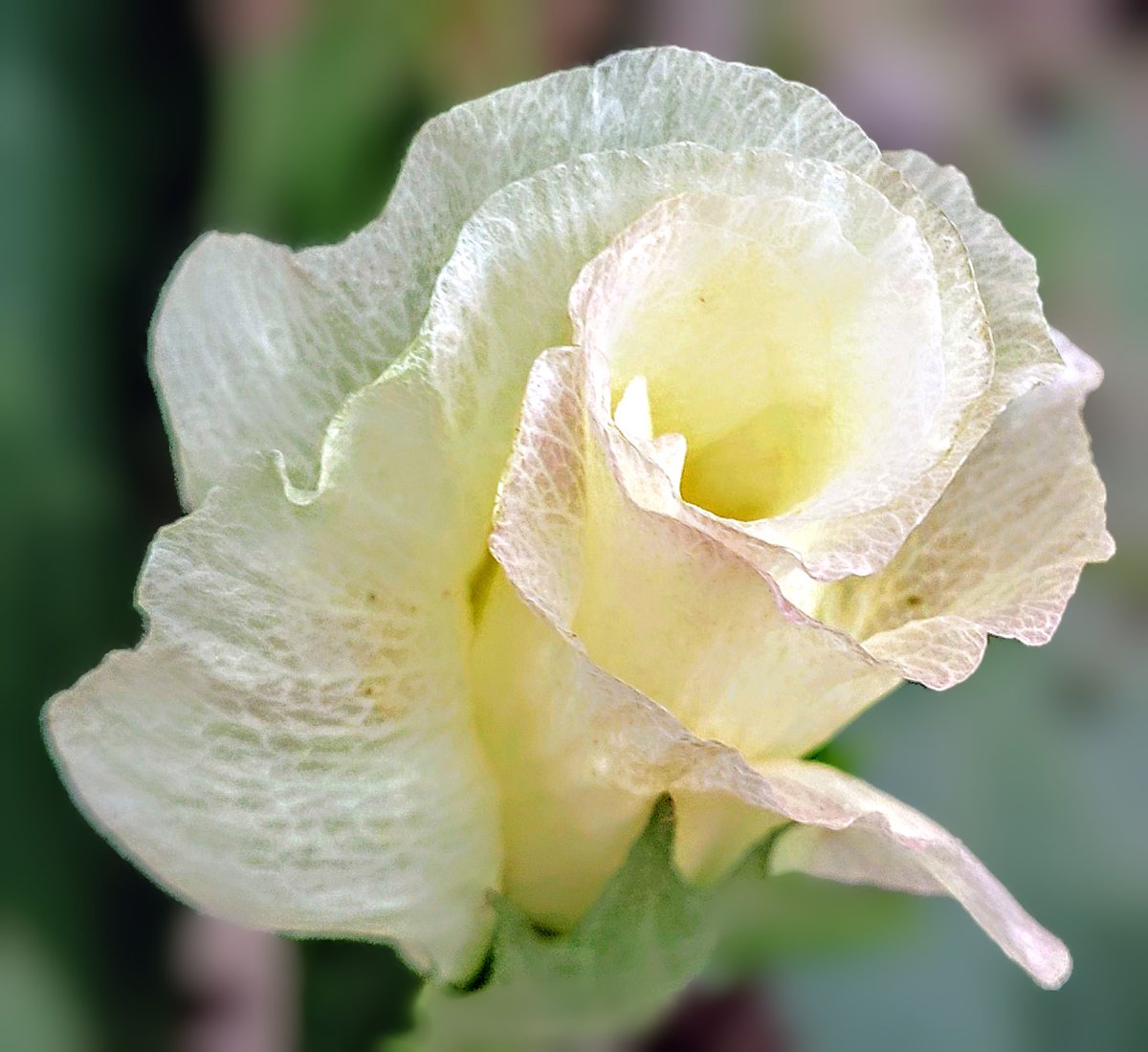 .* ⚘

良い一日を ☘️ ·͜· ︎︎ᕷ

⿻*.