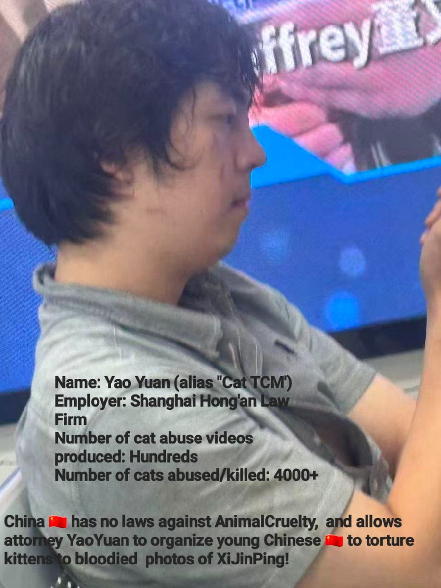 PhaedraXTeddy's tweet image. The ringleader of the cat torture business has been identified as Shanghai #China attorney Yao Yuan. He is out free and his father is too after stabbing an innocent man who opposes #AnimalCruelty.