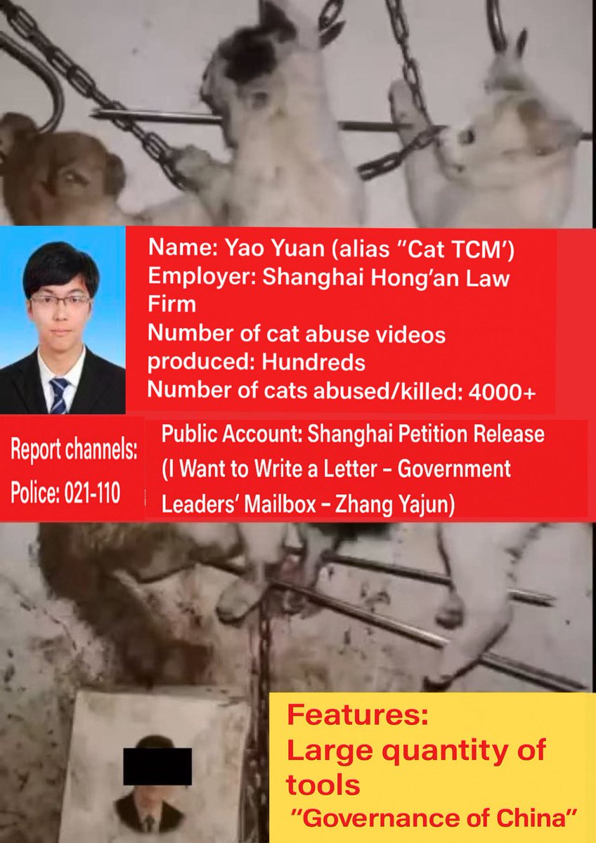 PhaedraXTeddy's tweet image. The ringleader of the cat torture business has been identified as Shanghai #China attorney Yao Yuan. He is out free and his father is too after stabbing an innocent man who opposes #AnimalCruelty.
