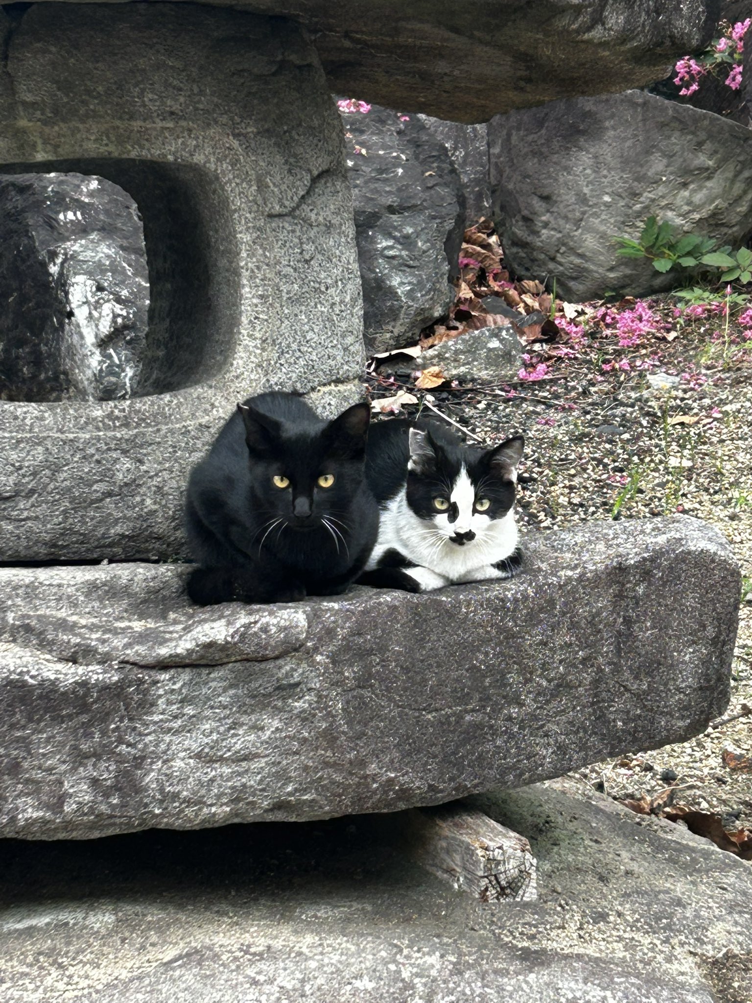 じゃれねこ『2月☆63 Spring』 如月 on X: 