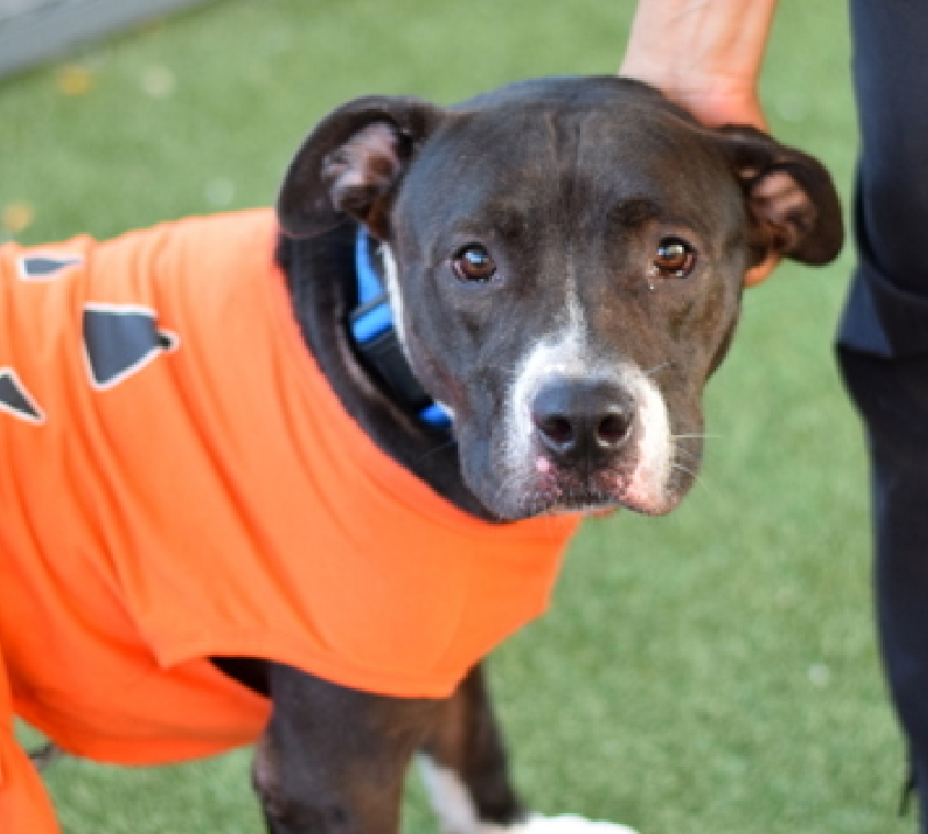 NMBewitched's tweet image. We knew this was coming...
The #Fight is on 

Lilac💔
Kill Listed for 9/30 
#NYCACC 

Lilac has a dart wound from #NYPD 
She was guarding her deceased owner 

Lilac hates her cage, broekn hearted &amp;amp; grieving for her human.
Outside she enjoys walks, interactions &amp;amp; exploring…