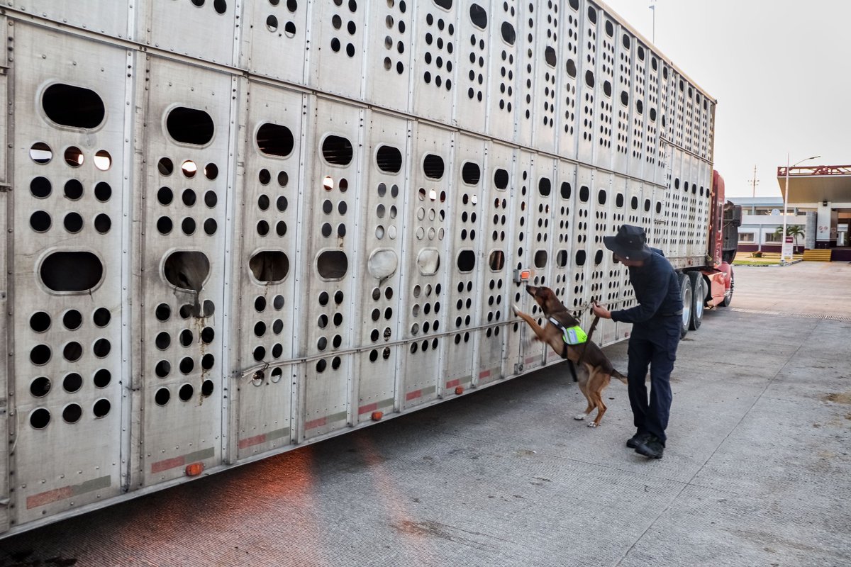 SENASICA's tweet photo. ¡Súper olfato al servicio del ganado! 🐕��️ Para una inspección más rápida y precisa, @Senasica utiliza perros adiestrados en algunos #PVIF. Su potente olfato 🐶👃 detecta la presencia del #GBG Así protegemos la #saludanimal. https://t.co/d5gb4qzJ02