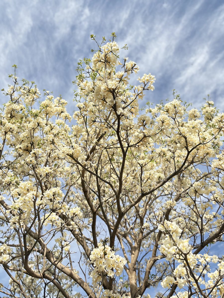 Te dedico todas las flores de mi tajibo