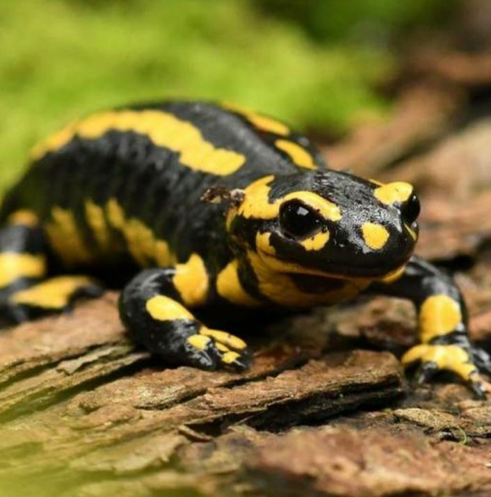 Πρέπει να γίνουμε κεφάλια και όχι ουρές!