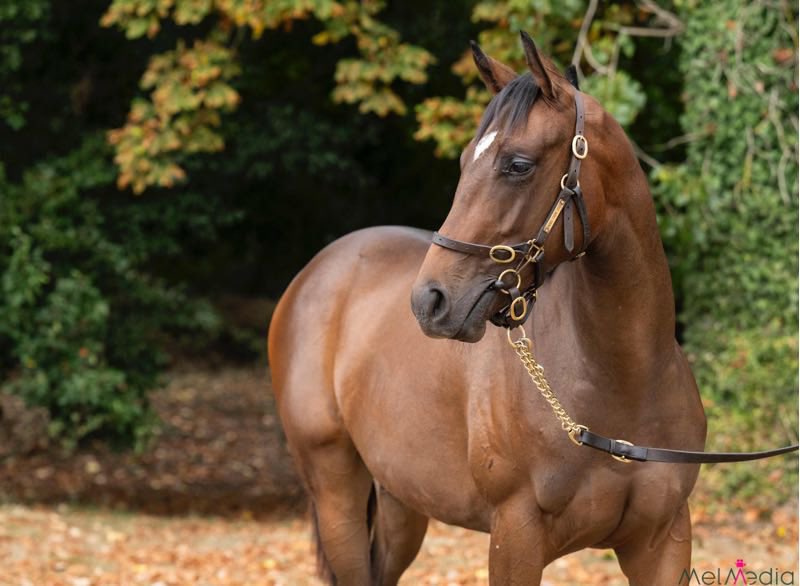 GemmaTutty's tweet photo. 🚨 Shares now live in our latest yearling syndicate 🚨

⬇️⬇️⬇️⬇️⬇️⬇️⬇️

https://t.co/m7L5xZx4j7 https://t.co/TW0cY77J3j