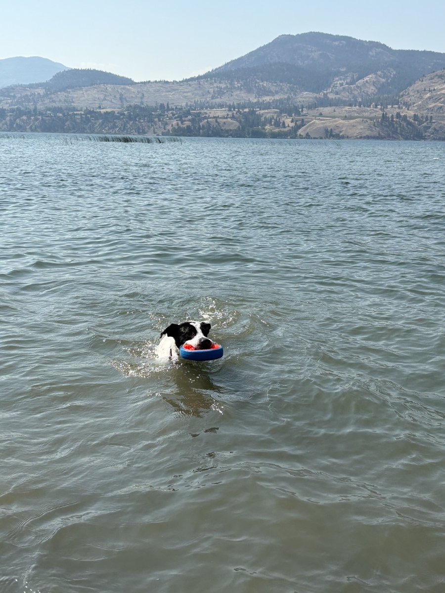 Tree_Anne's tweet photo. @ChadLindberg This boy, going for his first swim!!! My sweet River. https://t.co/WvEeug8jUu