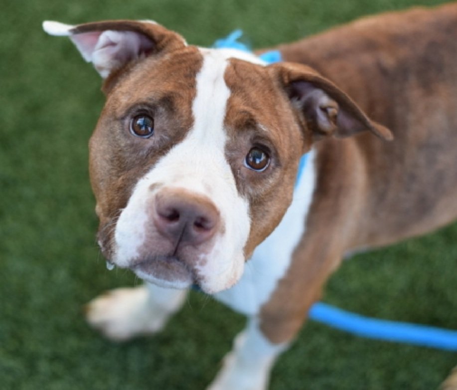 MorgFairsdogs's tweet image. Jiggy 236370
Listed TBK 9/30
#NYCACC #RescueOnly
She is a pretty 2 yr old
Underweight & has a wound
Throw away Mama, given up for eviction
Shutdown and avoidant
Like short walks
Help save Jiggy!
nycacc.app/browse/236370
#Pledge4Rescue #foster #adopt