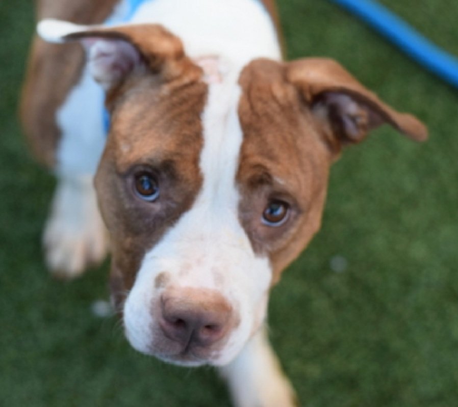 MorgFairsdogs's tweet image. Jiggy 236370
Listed TBK 9/30
#NYCACC #RescueOnly
She is a pretty 2 yr old
Underweight & has a wound
Throw away Mama, given up for eviction
Shutdown and avoidant
Like short walks
Help save Jiggy!
nycacc.app/browse/236370
#Pledge4Rescue #foster #adopt