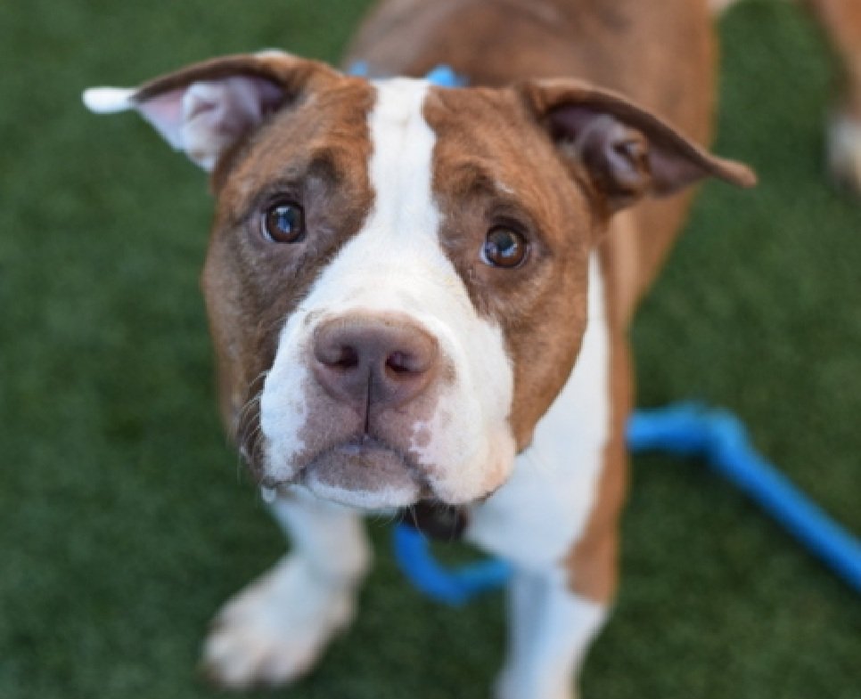 MorgFairsdogs's tweet image. Jiggy 236370
Listed TBK 9/30
#NYCACC #RescueOnly
She is a pretty 2 yr old
Underweight & has a wound
Throw away Mama, given up for eviction
Shutdown and avoidant
Like short walks
Help save Jiggy!
nycacc.app/browse/236370
#Pledge4Rescue #foster #adopt