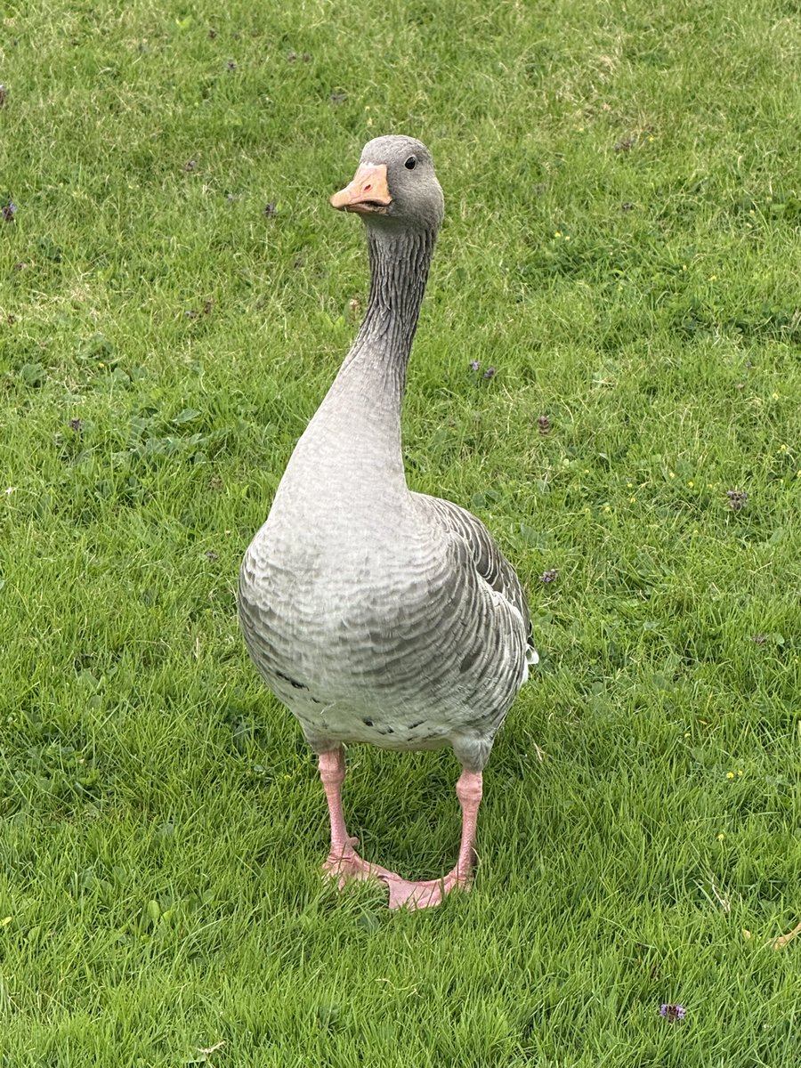 Nathan Lee tweet media