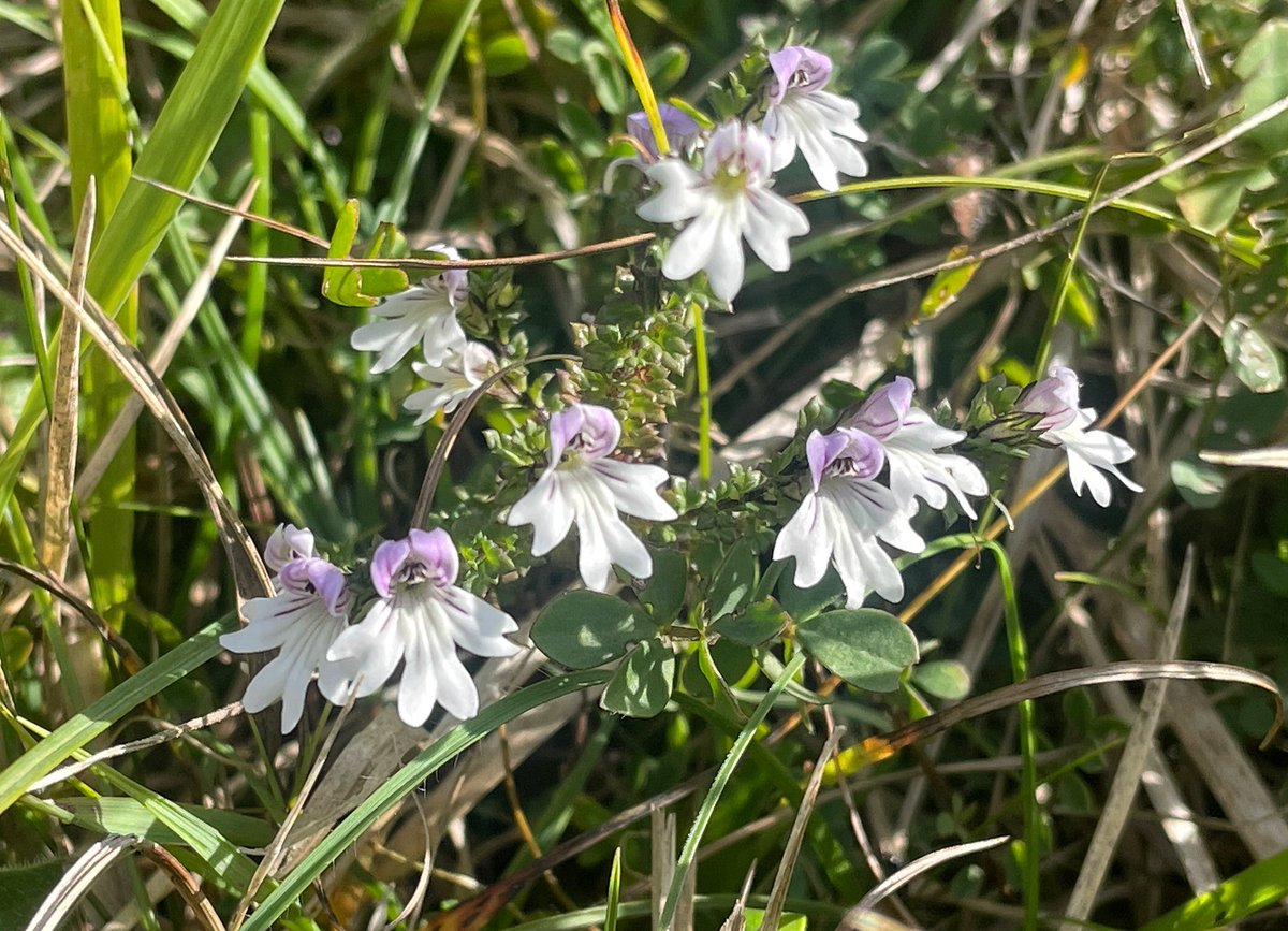 Clustered Bellflower, Burnet Saxifrage, Dwarf Thistle and ‘Rigid’ Eyebright still going strong in the Wiltshire downs today #wildflowerhour