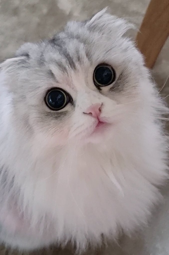 暢子 on X: 