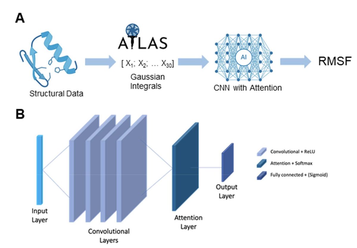 Inferring Dynamic Information from Protein Structures by Gaussian Integrals and Deep Learning

1. This study introduces a novel deep learning framework that predicts protein flexibility directly from static structural descriptors, bypassing the need for computationally intensive