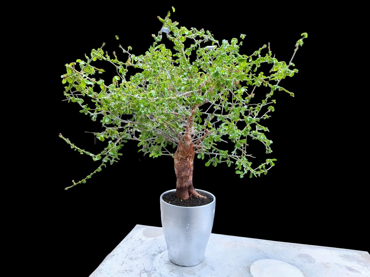 drybizarre's tweet photo. Commiphora africana

アフリカのコミフォラと言えば、このアフリカーナ

枝の刺が結構エグい

大木感が有る良い樹景🙂

＃コミフォラ
＃Commiphora
＃灌木 https://t.co/owMEXXN6fG