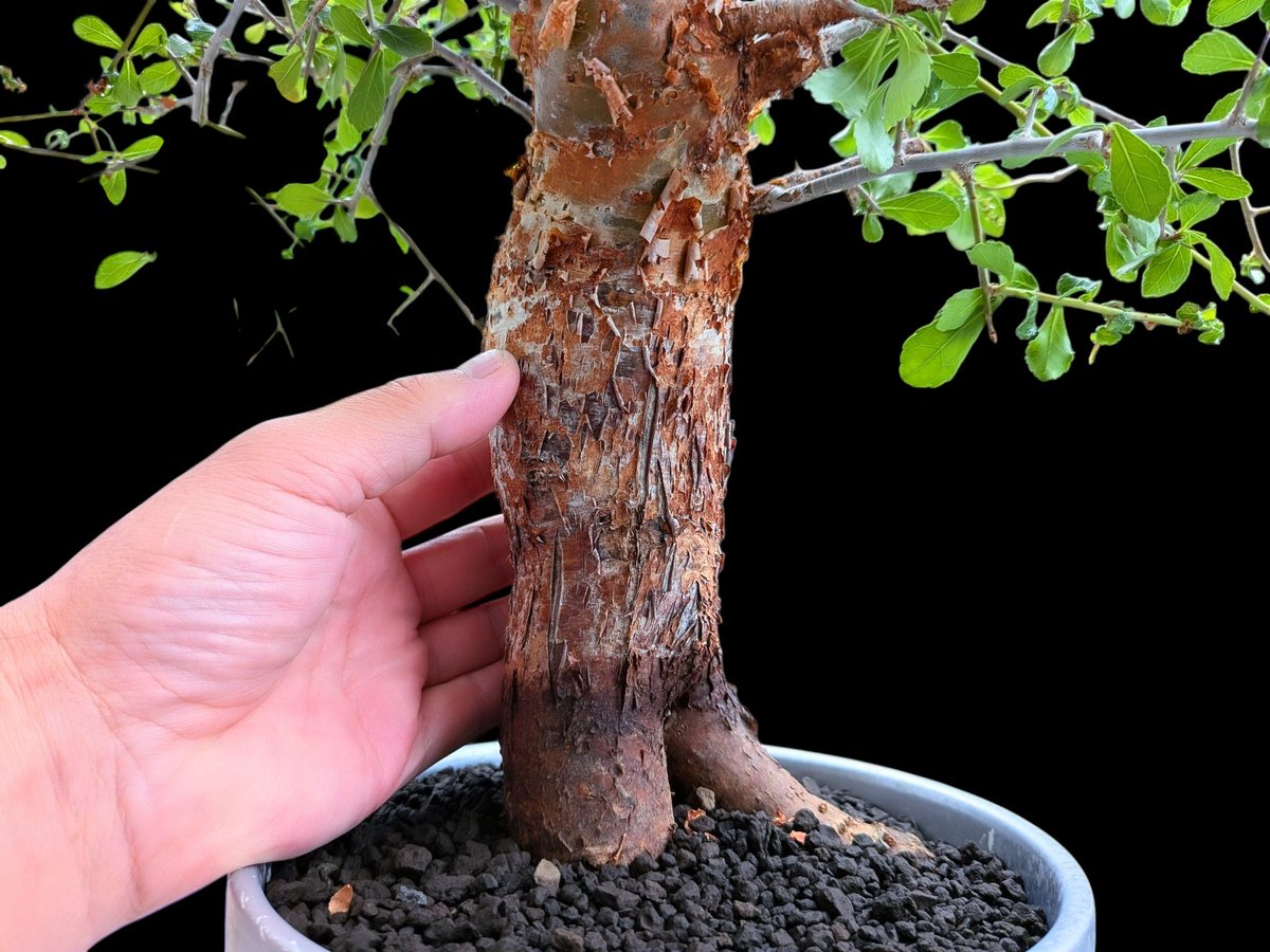 drybizarre's tweet photo. Commiphora africana

アフリカのコミフォラと言えば、このアフリカーナ

枝の刺が結構エグい

大木感が有る良い樹景🙂

＃コミフォラ
＃Commiphora
＃灌木 https://t.co/owMEXXN6fG