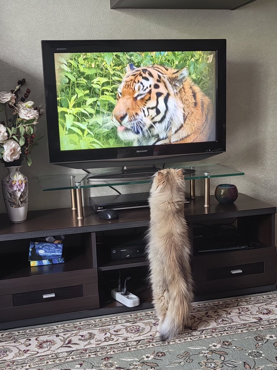 Любопытная кошбка Мышка смотрит на родственника