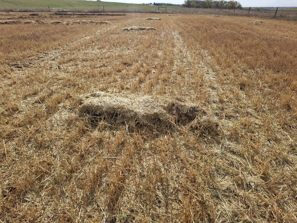 Scott Gerbrandt tweet media