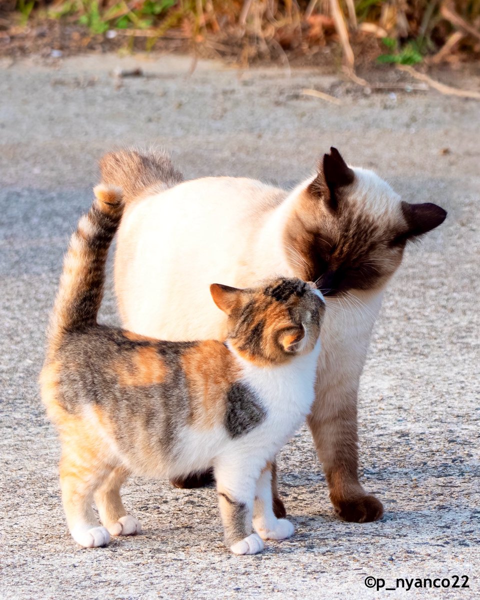 なかよし✨
Good friends

#なかよし #猫 #cat