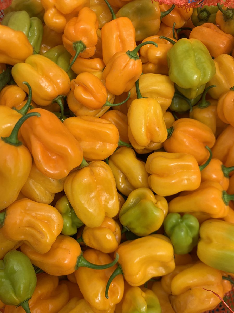 mytoolagro's tweet photo. 🌶️🌶️🌶️
#MYTOOL #SamaToolSamaSutura
#agriculture #horticultre #agrobusiness #maraichage #farming https://t.co/Sw2iHBV17x