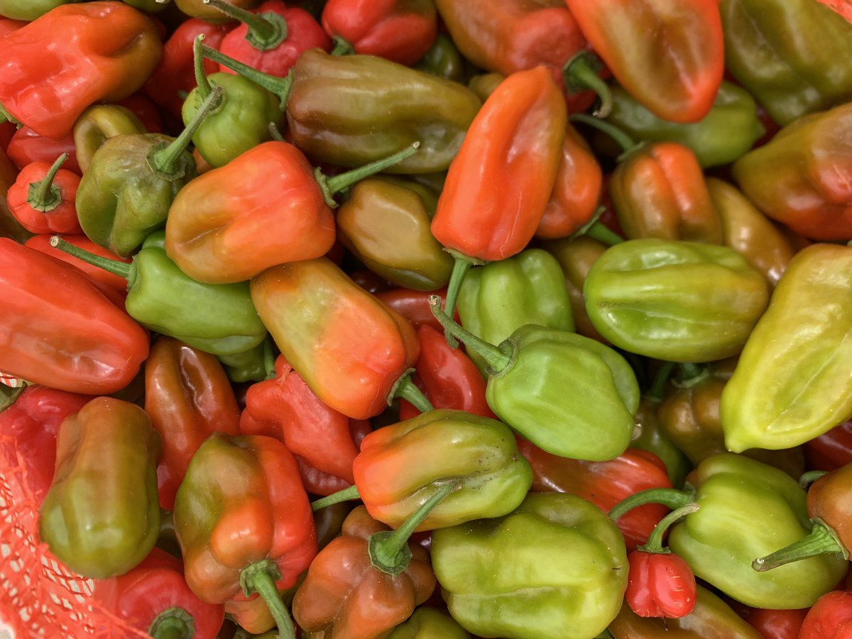 mytoolagro's tweet photo. 🌶️🌶️🌶️
#MYTOOL #SamaToolSamaSutura
#agriculture #horticultre #agrobusiness #maraichage #farming https://t.co/Sw2iHBV17x