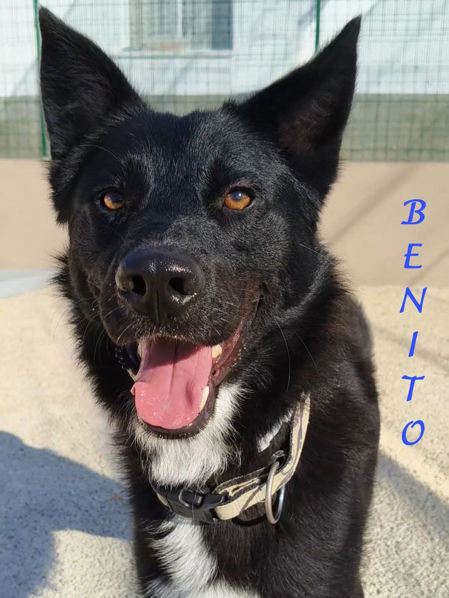Enpa Sanremo ✨🐾 Vi presento Benito! 🐾✨

Giovane, bellissimo, con un elegante manto nero che brilla al sole. Un po timido ma appena prende fiducia si apre in un  esplosione di feste,scodinzolii e dolcezza! Buono con tutti. Se vi siete innamorati di lui
 3715434335 o 3496097295