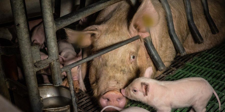 In Dante's Inferno, the punishments of sinners match their earthly sins: the law of contrapasso.  Given what you do to us, you would think we are Idi Amin or Hitler or King Leopold.  But our only "crime" is being born nonhuman.

We are #OneBillionScreams
We are <a href="/PolAnimalClass/">We Are One Billion Screams</a>