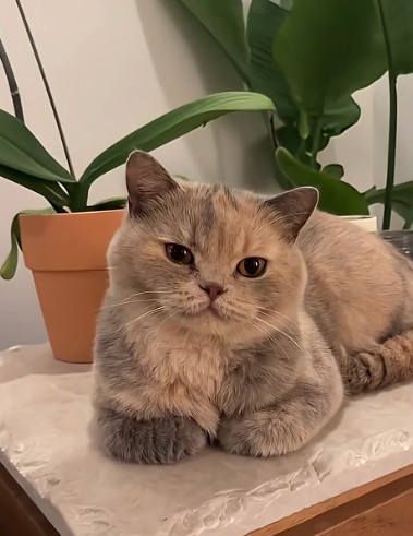 PawsOrWhiskers's tweet image. #cat