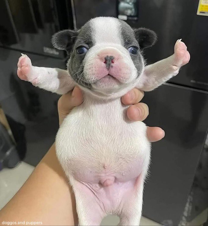 Pawes_and_pups's tweet image. So cute ❤️
#doglovers