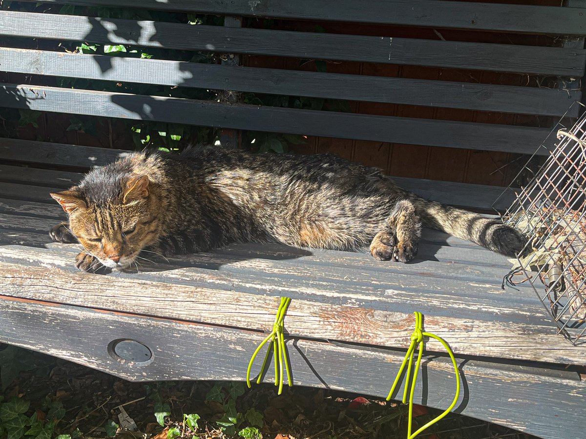 Ben Cat tweet media