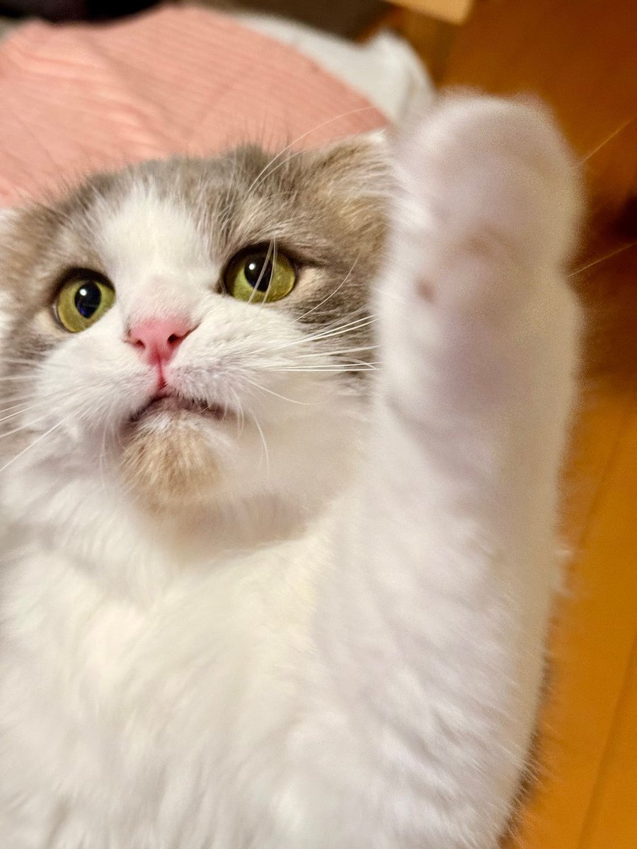 現場猫うたにゃん tweet media