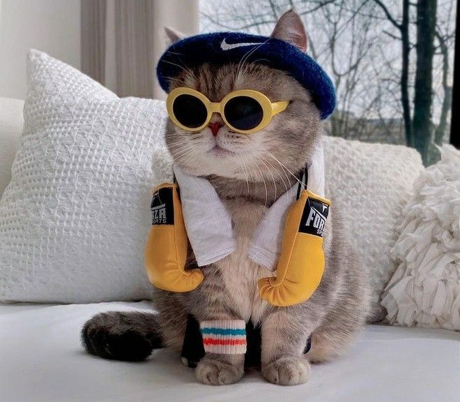 PawsOrWhiskers's tweet image. #cat