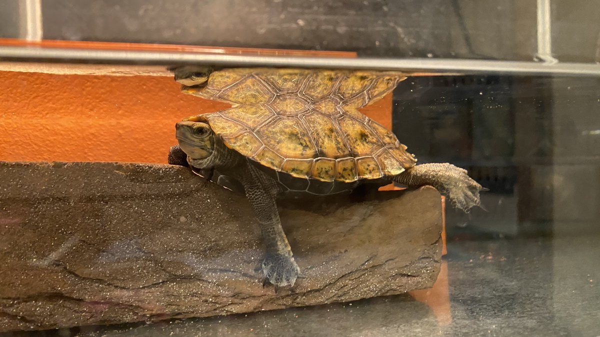 ✨️やまちょんぴぃ〜のお部屋🏠🏃‍♂️✨️꒰( ˙𐃷˙ )꒱🐢💚 tweet media