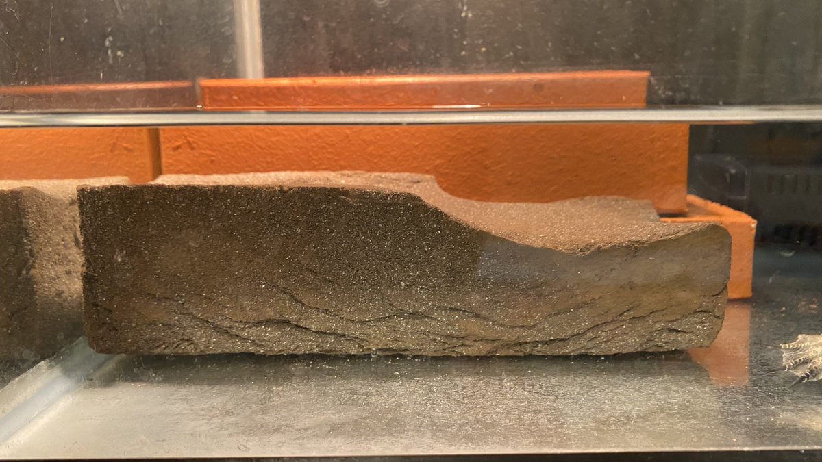 ✨️やまちょんぴぃ〜のお部屋🏠🏃‍♂️✨️꒰( ˙𐃷˙ )꒱🐢💚 tweet media