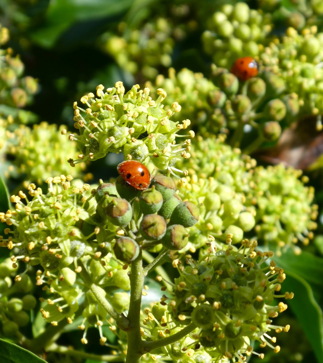 Beatrice Groves (@beatricegroves1) on Twitter photo 'To set budding more,
And still more, later flowers for the bees,
Until they think warm days will never cease'                          
                                (Keats, 'To Autumn')
Beautiful spheres of ivy flowers providing late-season pollen for🐞&🐝 'To set budding more,
And still more, later flowers for the bees,
Until they think warm days will never cease'                          
                                (Keats, 'To Autumn')
Beautiful spheres of ivy flowers providing late-season pollen for🐞&🐝