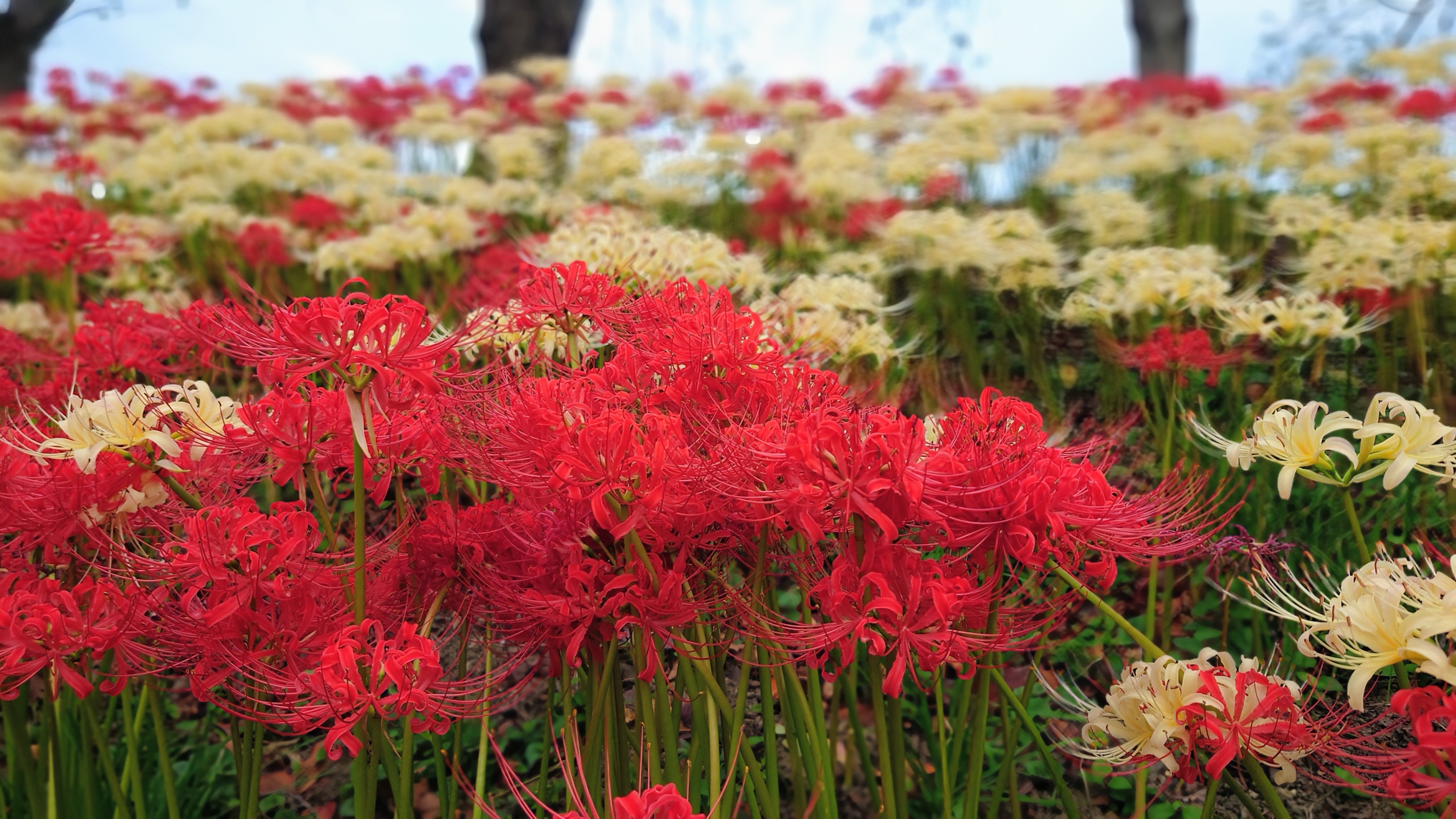 石垣と曼珠沙華 (彼岸花) kzy2(ｶｽﾞﾔ.Y) on X: 