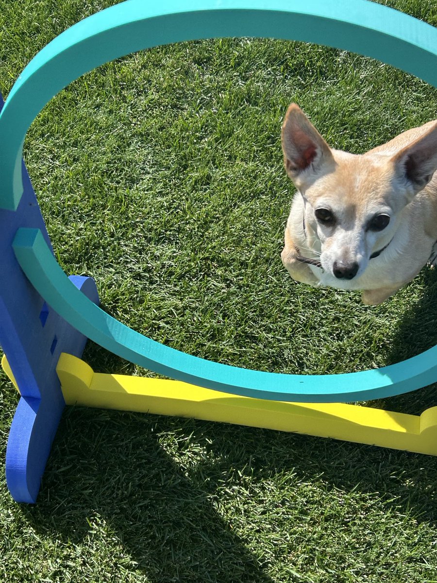 Teaching my dogs to jump through a hoop!